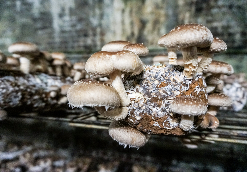 Take a Tour of Australia’s Last Exotic Mushroom Farm