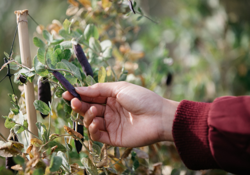 Dairy Flat Farm and Lodge Open Day