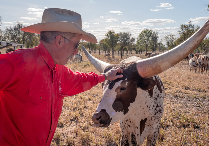 Texas Longhorns
