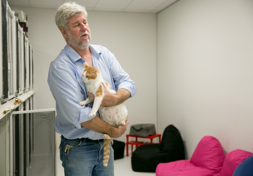 Sydney’s First (Open) Cat-Cafe