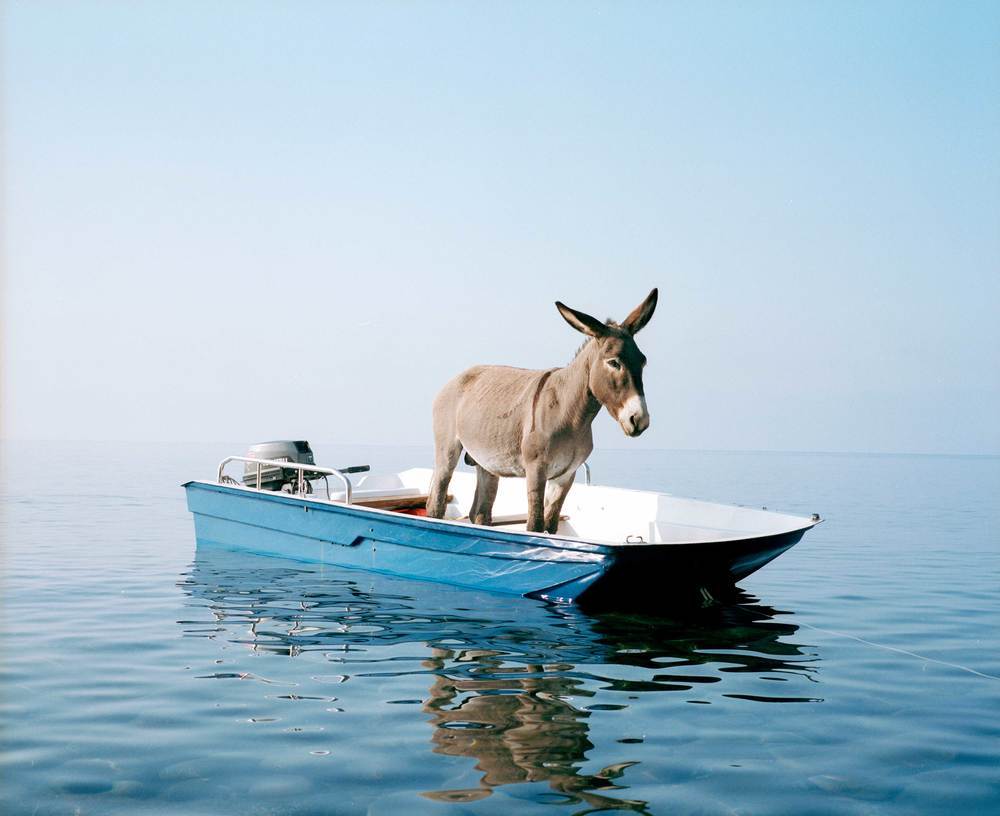 Paola Pivi Untitled (donkey) 2003 Courtesy the Artist and Perrotin © Paola Pivi Photo: Hugo Glendinning | Courtesy of AGWA