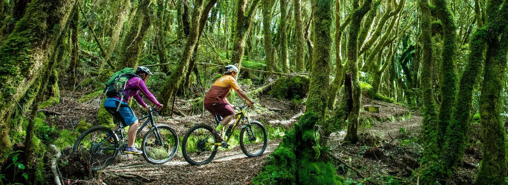 Pureora Forest Park · Courtesy of 100% Pure New Zealand