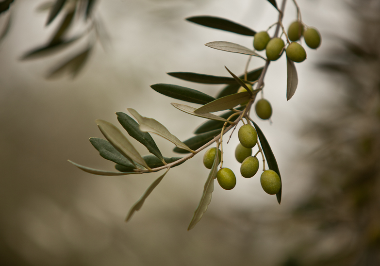 Olive Season