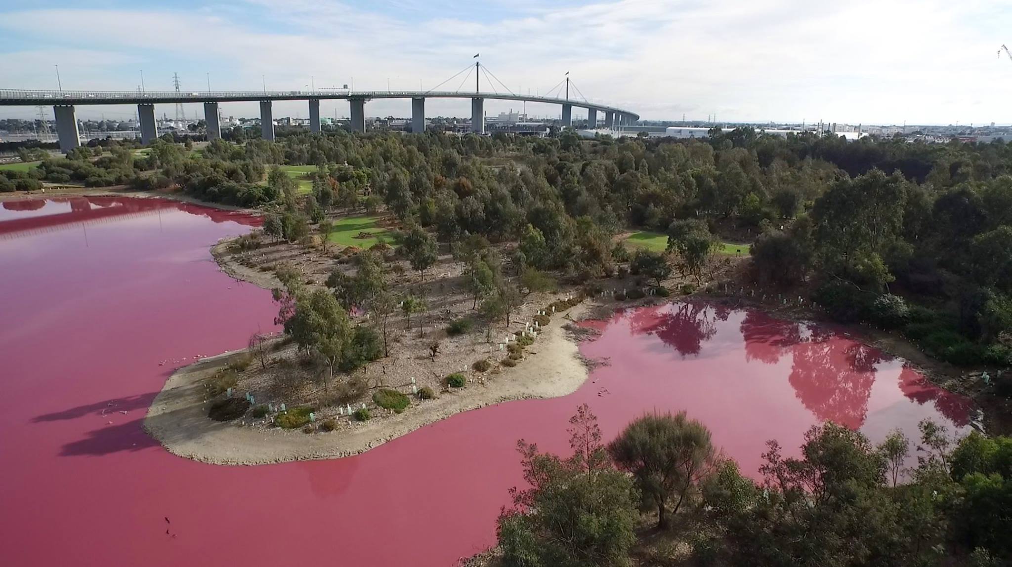 Вода стала розовой. Озеро Солт Лейк Австралия. Озеро Хиллер. Розовое озеро в Австралии. Мельбурн розовое озеро.