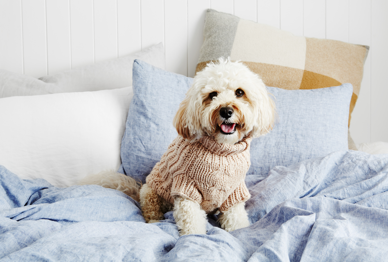 Stylish Pooch Accessories, Made in Melbourne