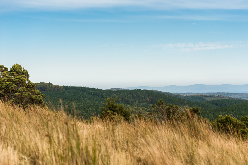 Tasmania Makes Some of the World’s Best Whisky