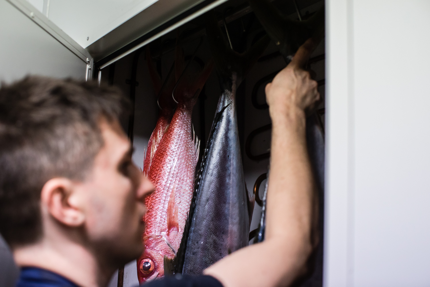 Niland圣彼得fish-ageing冰箱。