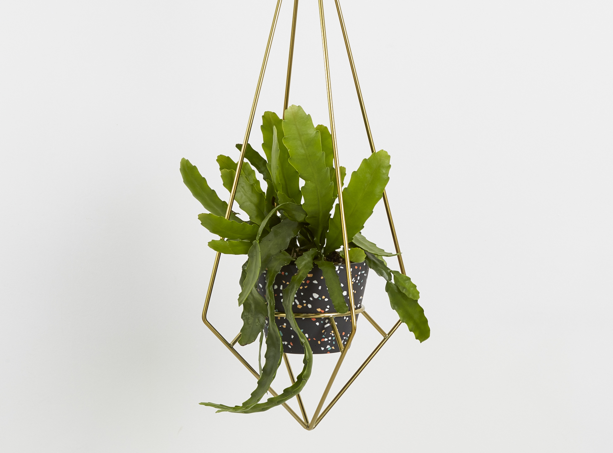 House Your Plants In Brushed Brass Frames And Pops Of Confetti Colour