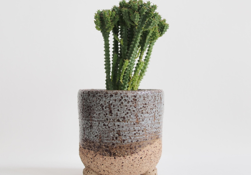 Collingwood IndoorPlant Sale