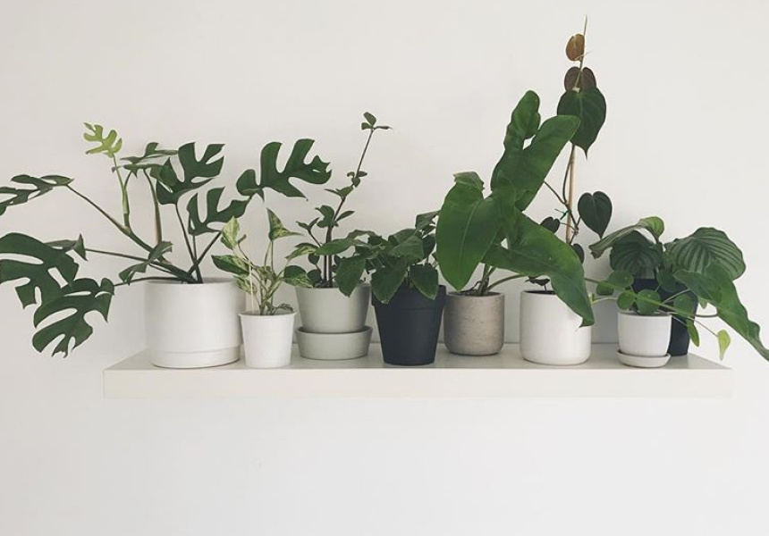 Botanica Collective Sale