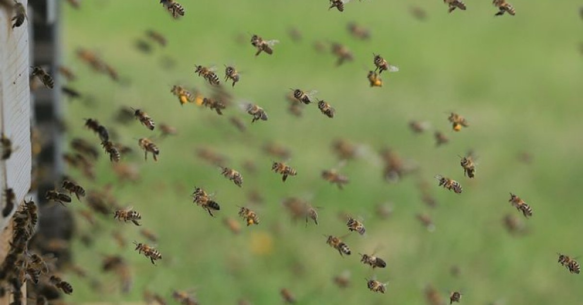 Its Bee Swarming Season In Sydney