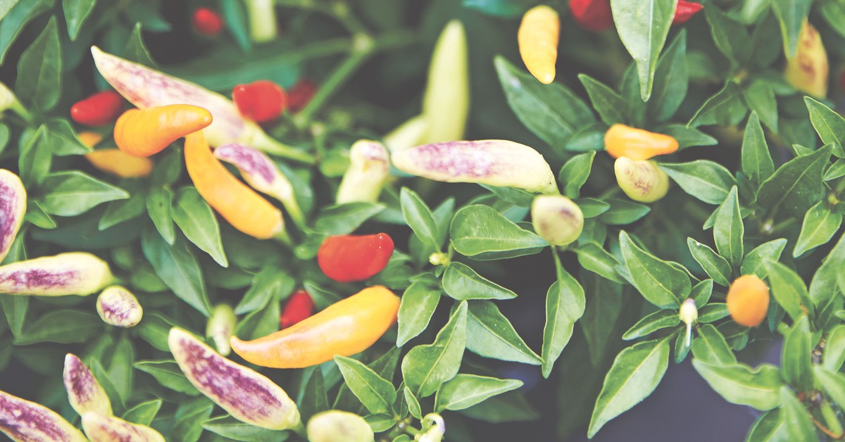 Four Fruits and Vegetables to Plant This Summer