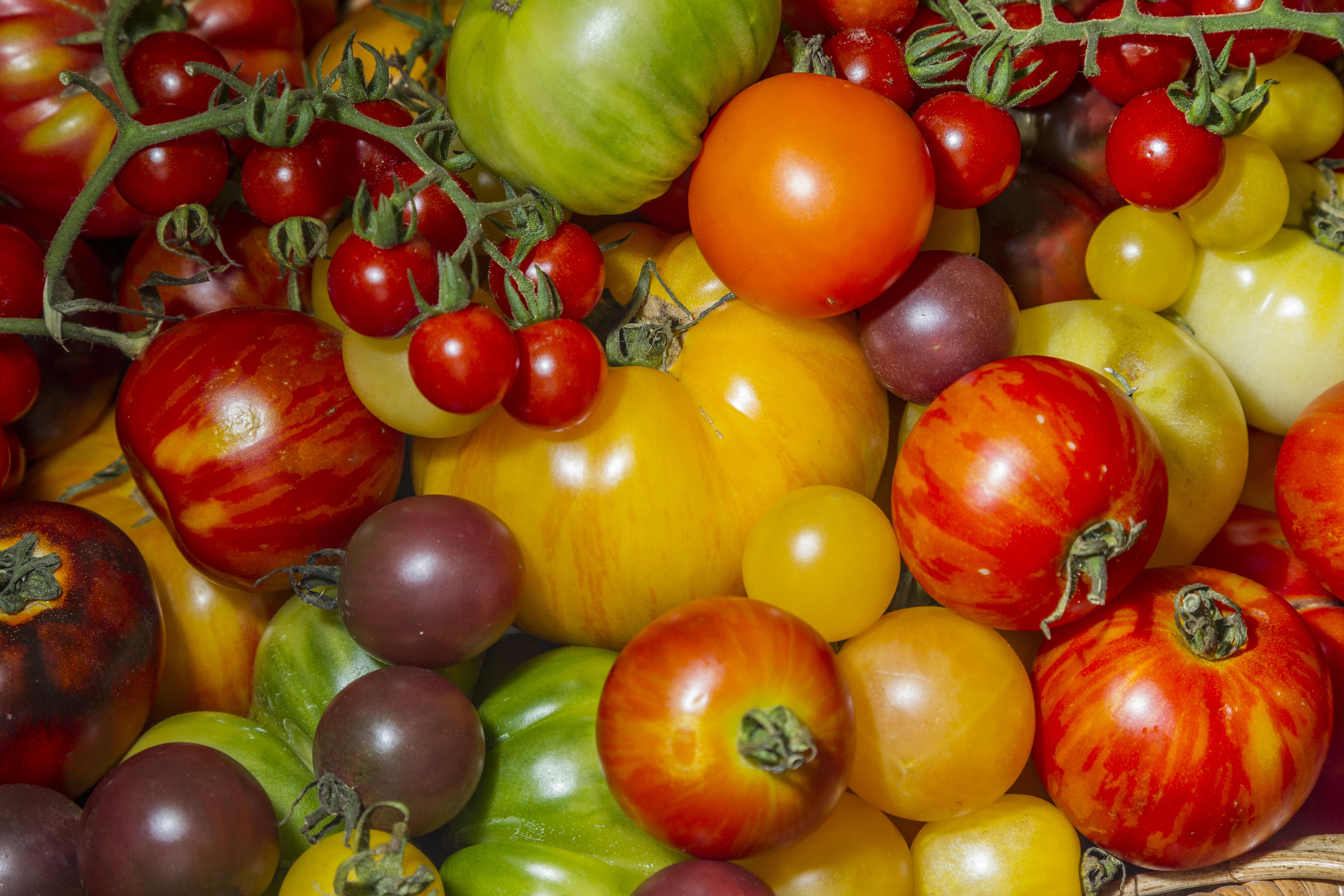 Tomato Festival Sydney