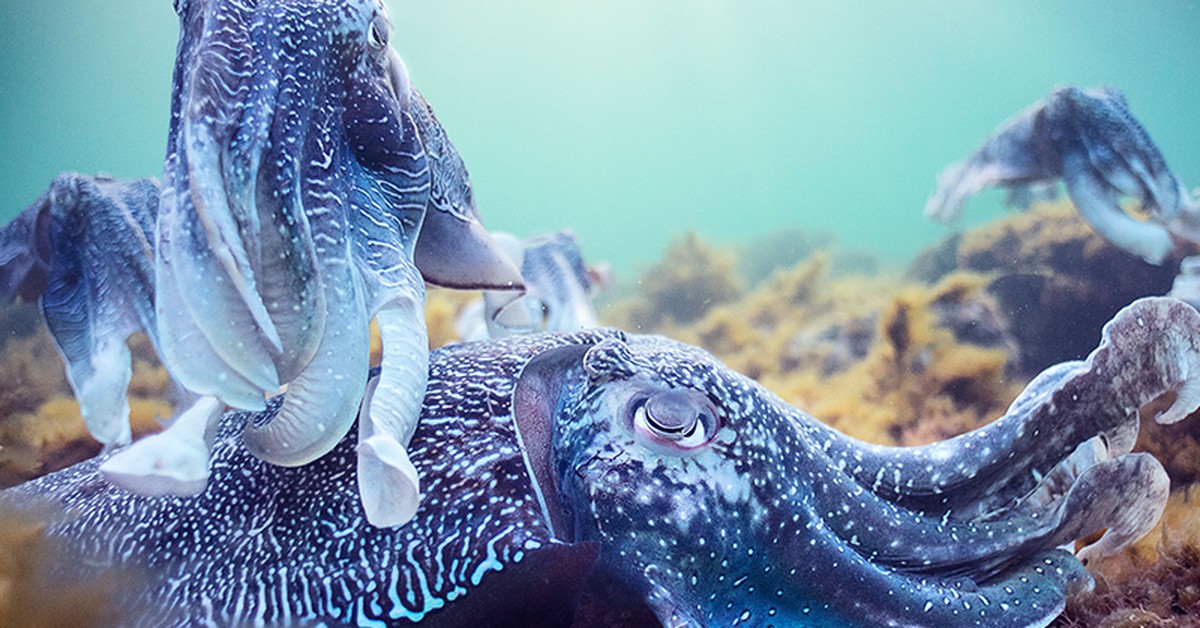 blue planet games blue planet games