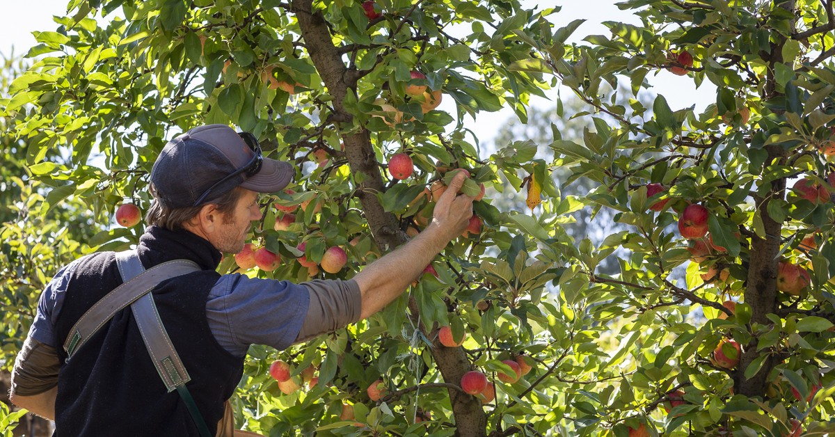 Of Apples, Ale and Autumn: Our Top Picks for Feast High Country Festival