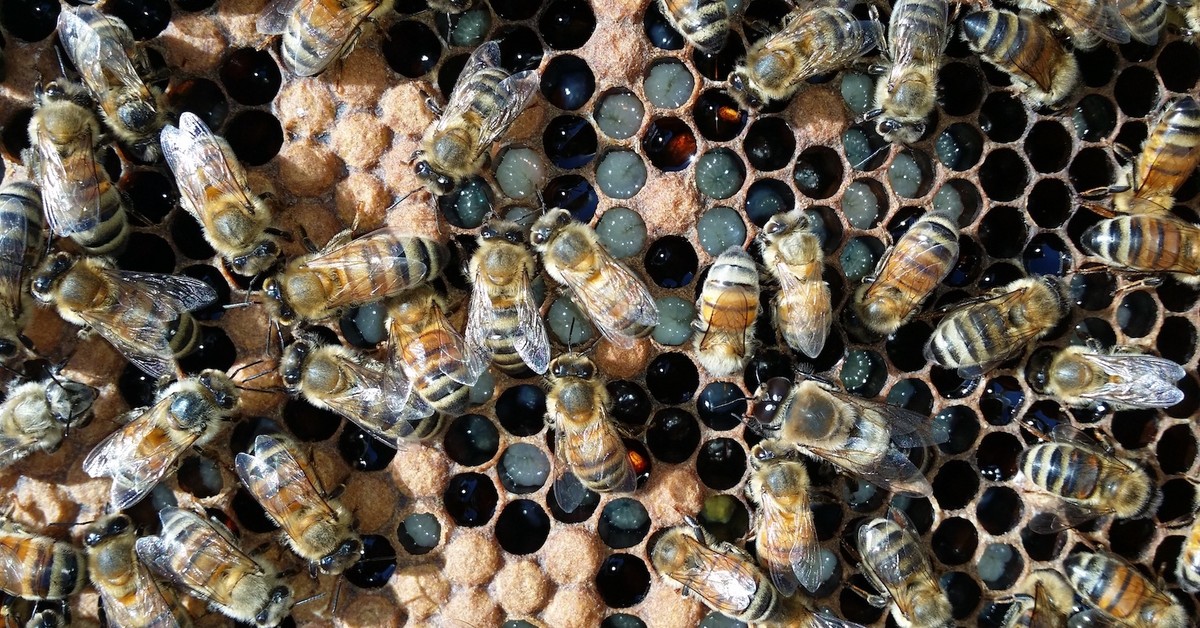 Learn How to Be a Beekeeper in a Sydney Parkland