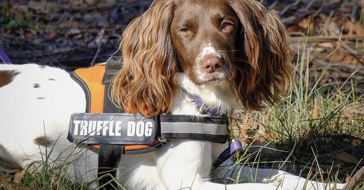 Go Truffle Hunting on a Lush Farm in the Southern Highlands
