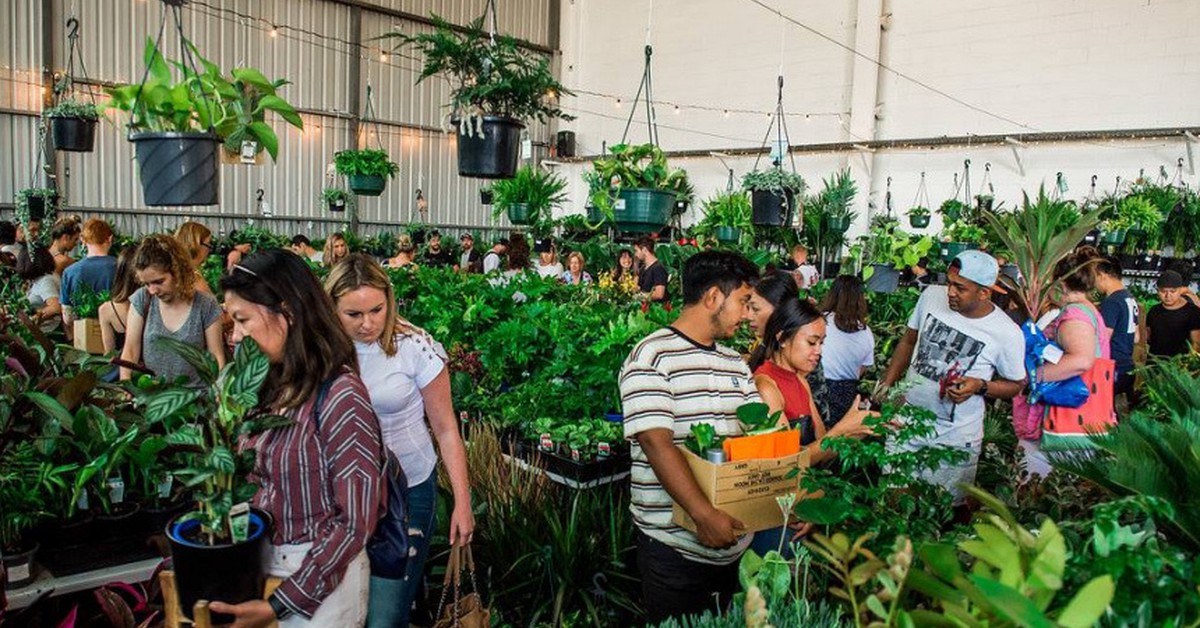 Huge IndoorPlant Warehouse Sale Rumble in the Jungle