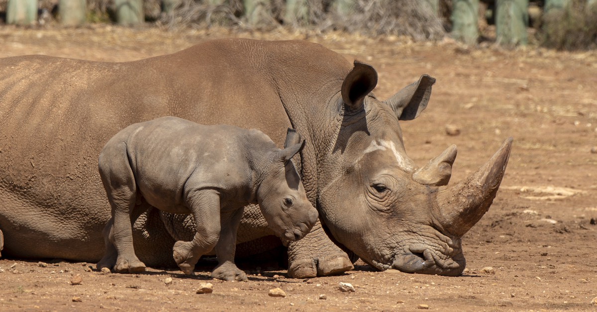 Monarto Zoo Is Getting a $40 Million Upgrade (With a Five-Star Luxury ...