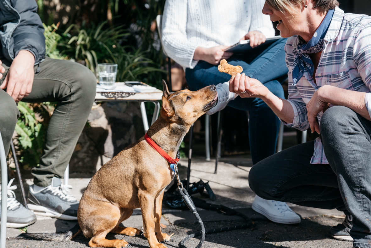 best-dog-friendly-cafes-in-melbourne