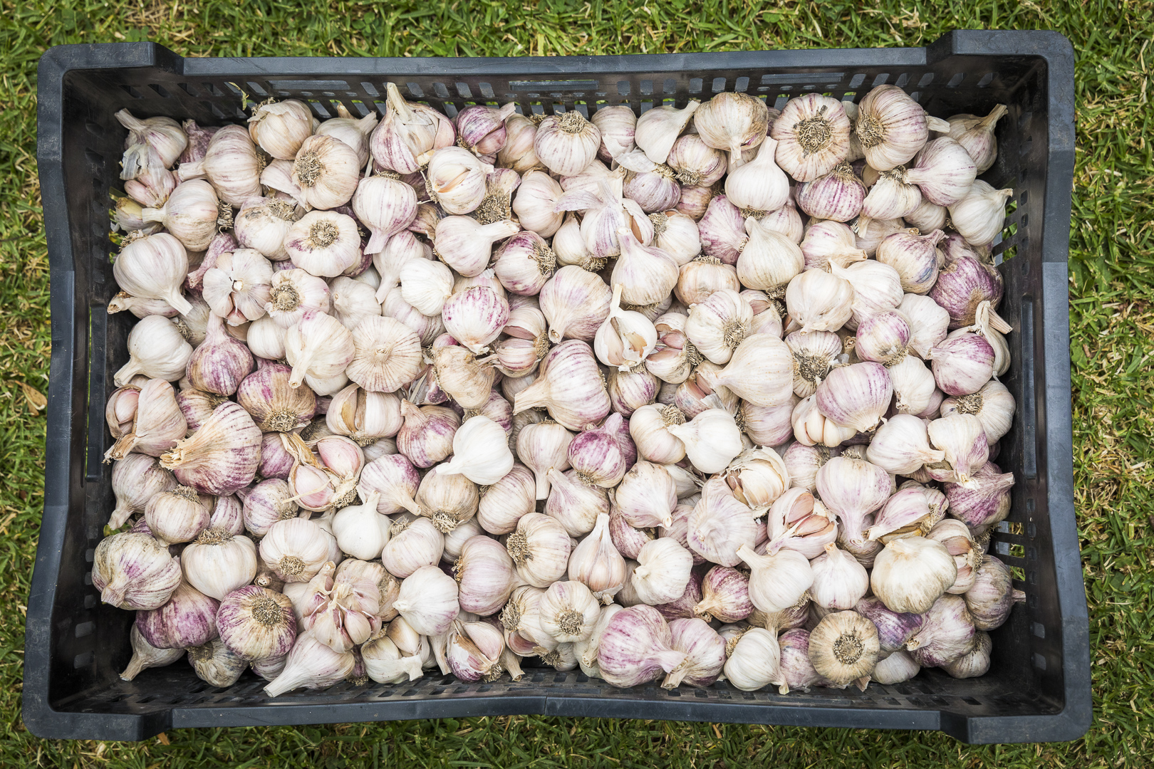 Meeniyan Garlic Festival 2023