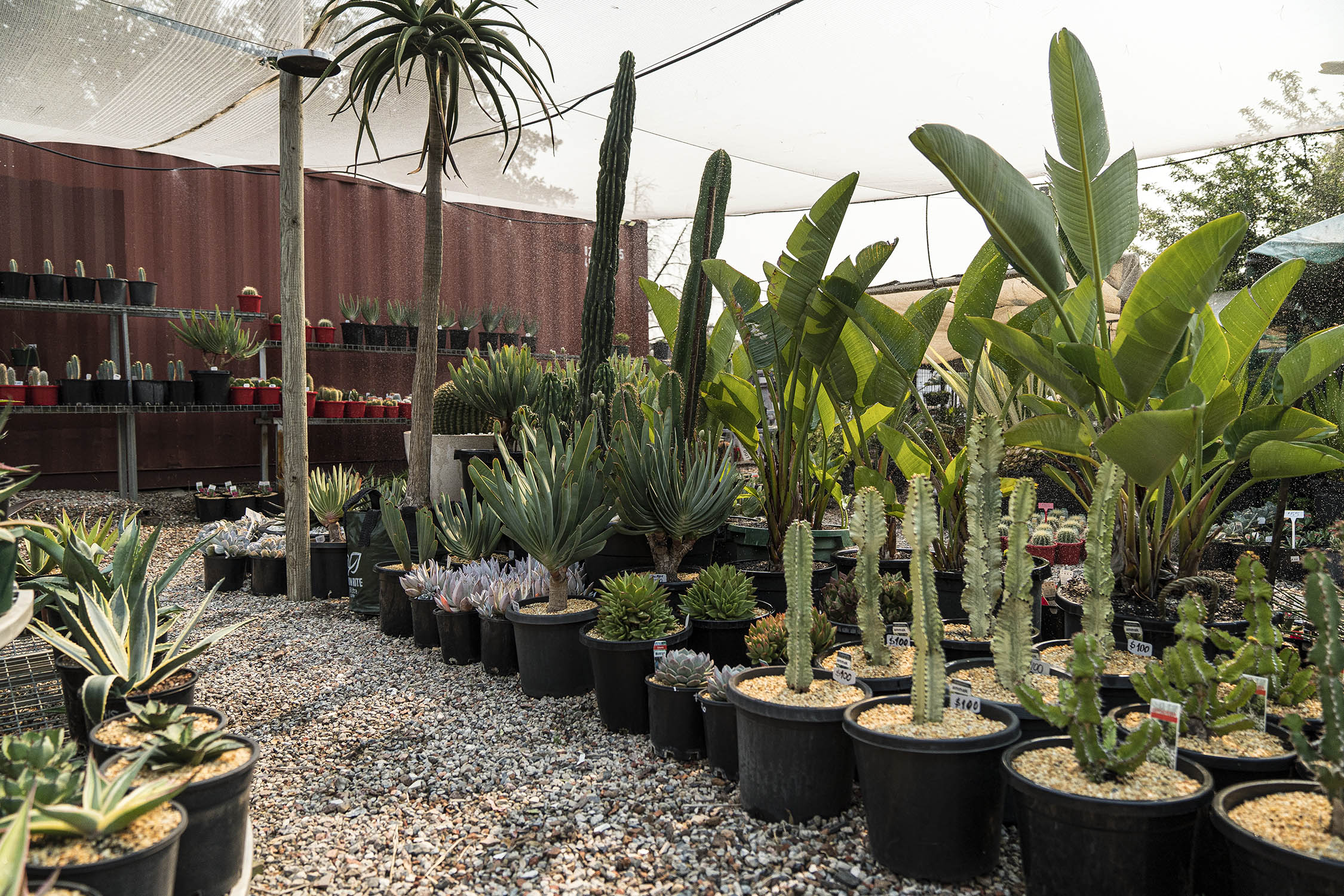 Hunt For Affordable And Rare Cacti Succulents And Agave At A