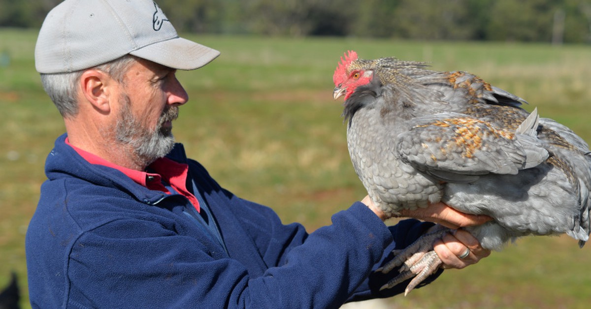 Bruce and His Chickens