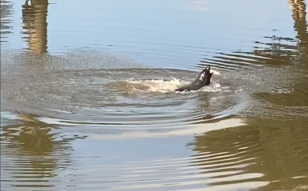 A Seal Has Been Spotted Frolicking In The Maribyrnong River