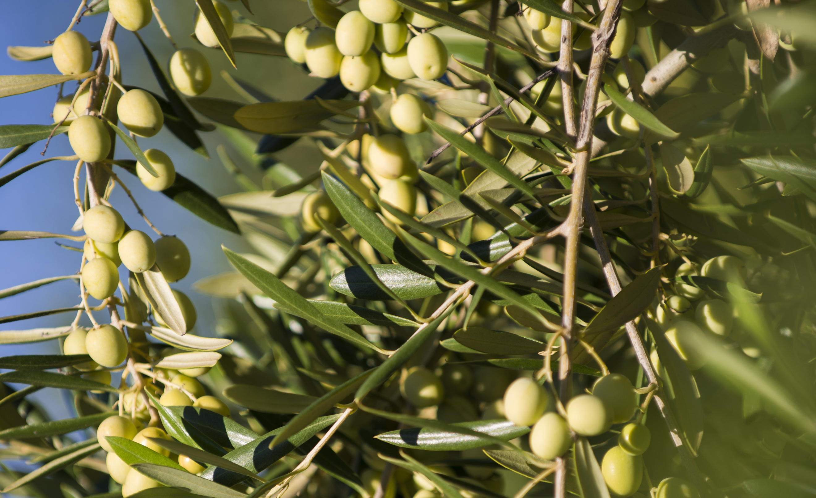 Have You Seen the Reports on the Great Olive Oil Shortages? Here’s Why Aussies Won’t Feel the