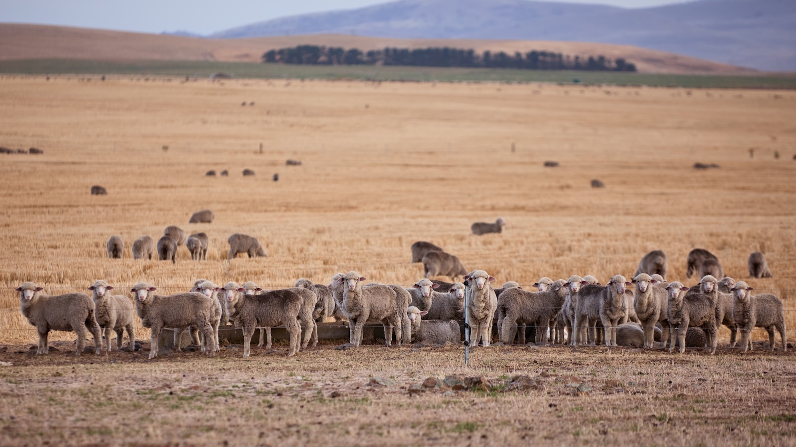 Beaufront farm. Photo: Courtesy of Waverley Mills