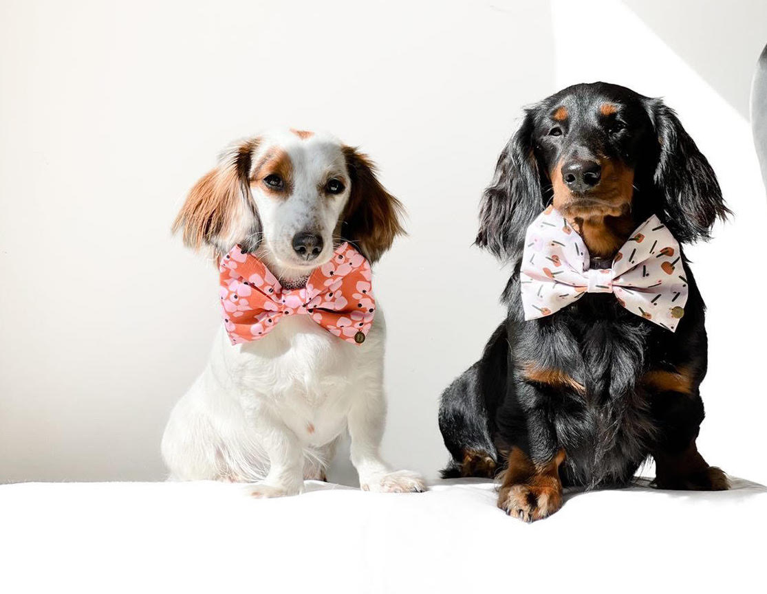 22 Local Pet Brands That Deserve a Round of A-Paws